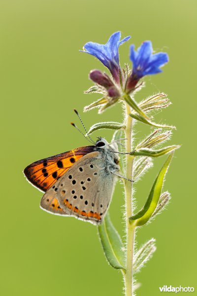 Violette vuurvlinder