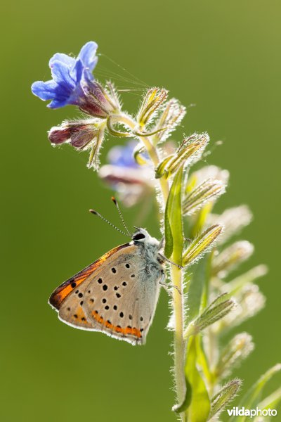 Violette vuurvlinder