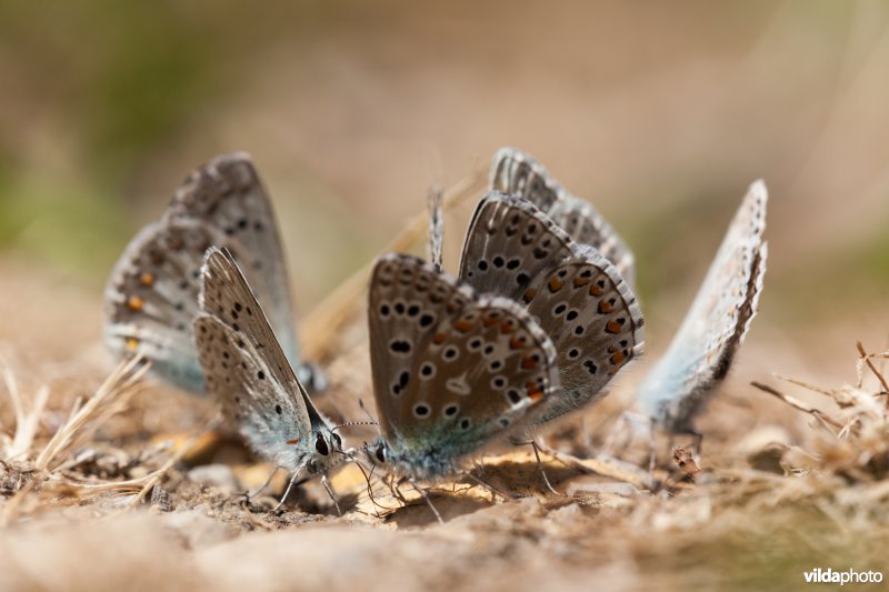 Groep met Adonis- en Provençaals bleek blauwtje