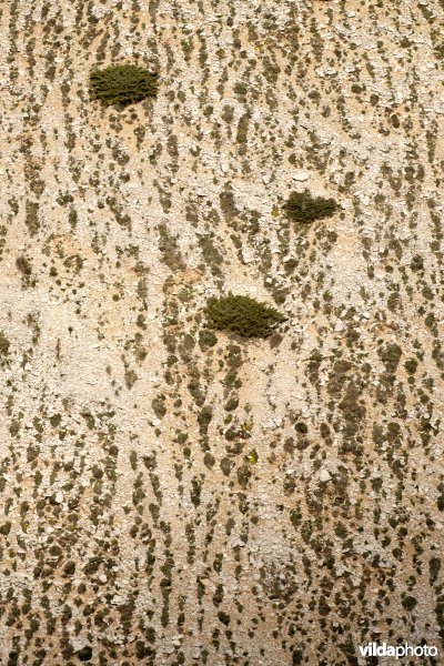 Patronen in bergvegetatie