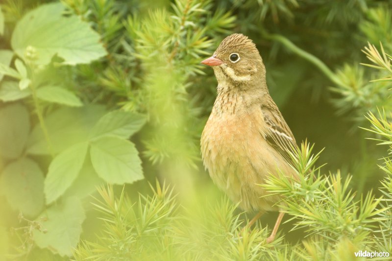 Ortolaan
