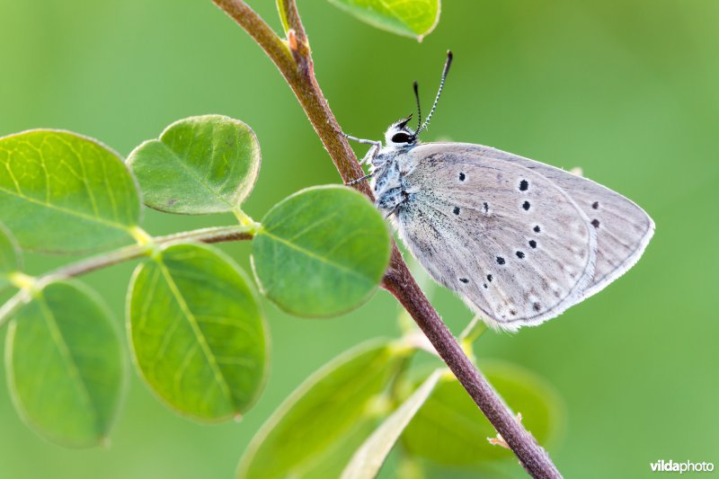 Blazenstruikblauwtje