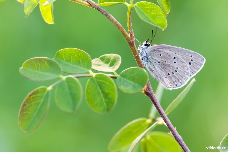 Blazenstruikblauwtje