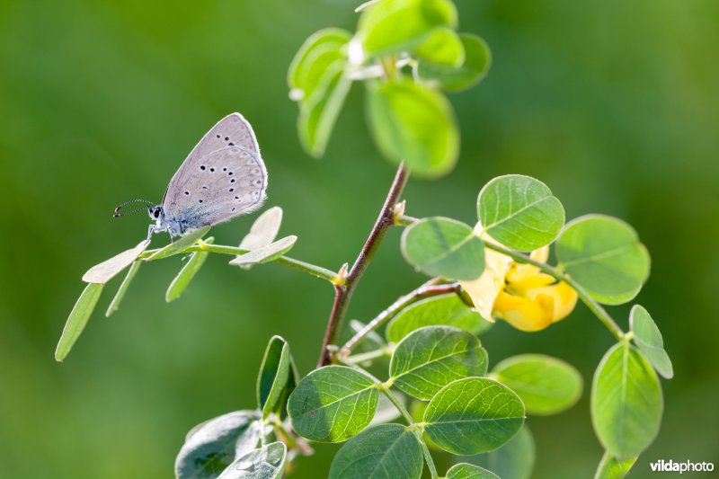 Blazenstruikblauwtje