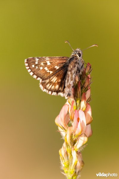 Pyrgus accretus