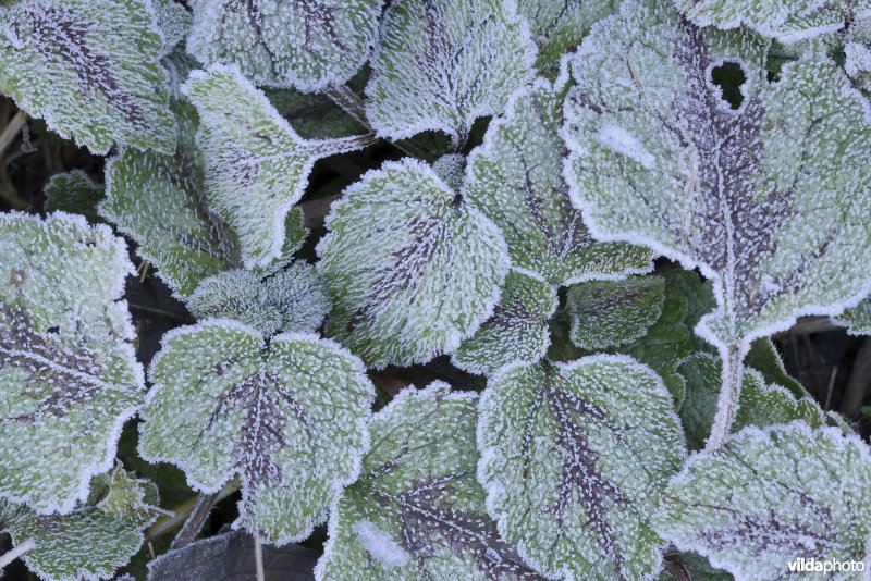 Bonte gele dovenetel