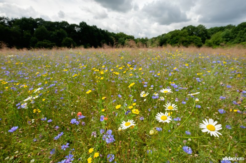 Akker met akkeronkruiden