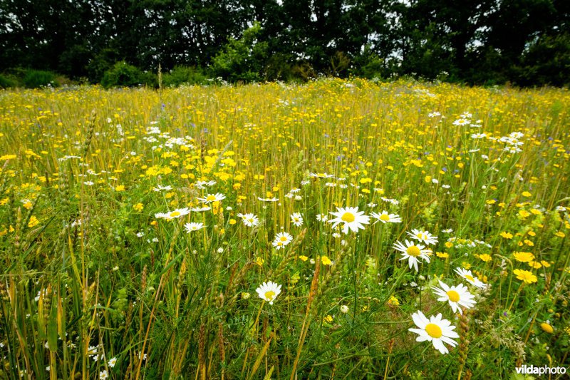 Graanakker met akkeronkruiden