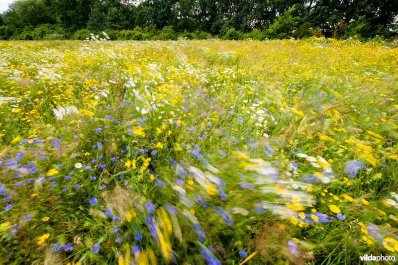 Graanakker met akkeronkruiden