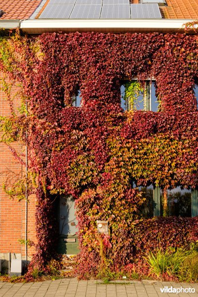 Wingerd in herfstkleuren