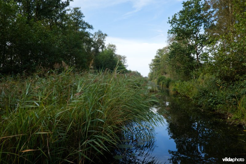 Otterskooi, De Wieden