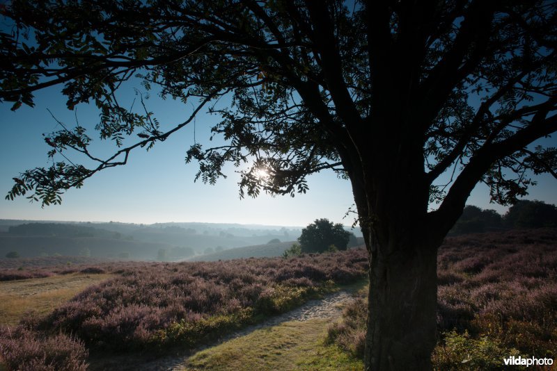 Bloeiende heide op de Veluwezoom