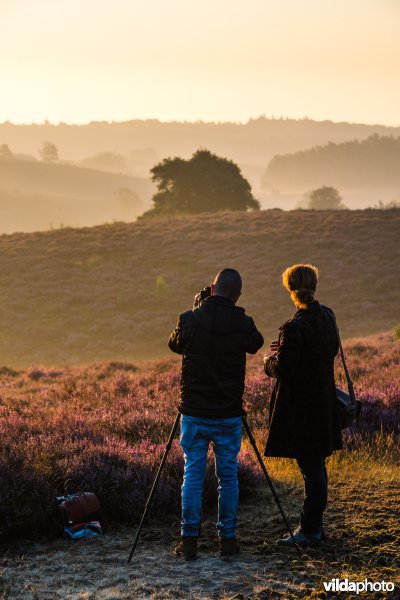 Man fotografeert bloeiende heide