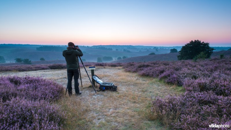 Man fotografeert bloeiende heide