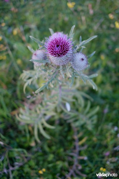 Wollige distel