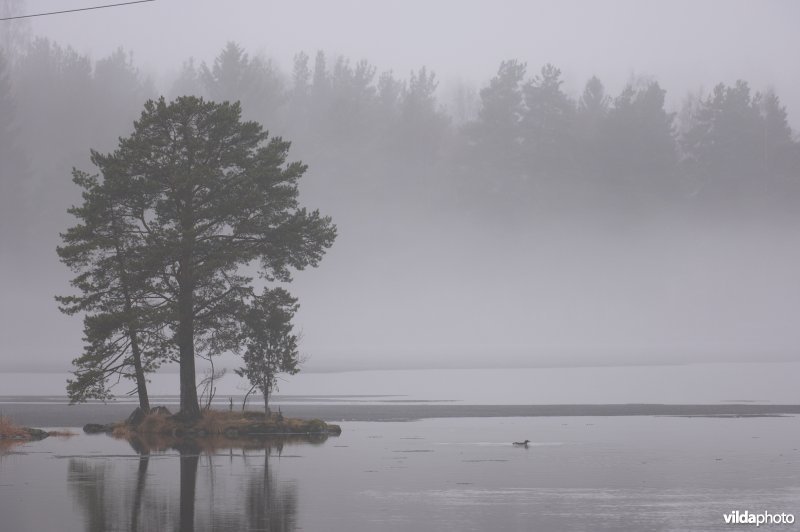 Parelduiker in Zweden