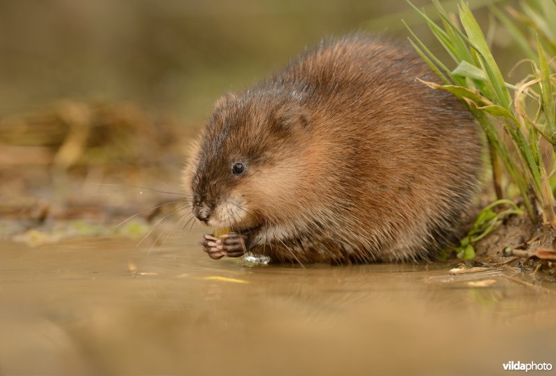 Muskusrat