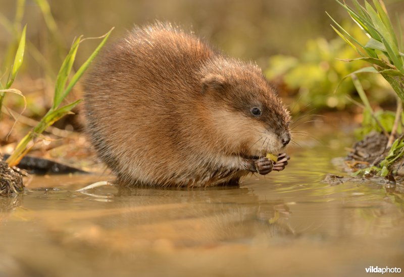 Muskusrat