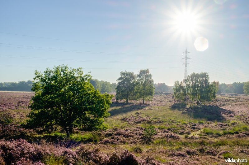 Hoogspanningslijn op een heideterrein