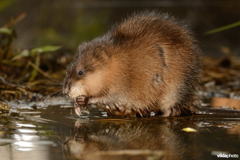 Muskusrat