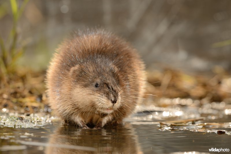 Muskusrat