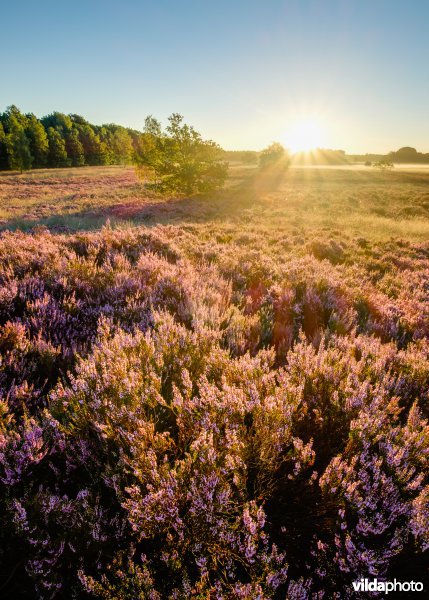 Heide bij zonsopgang