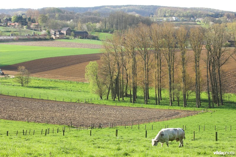 Vlaamse ardennen