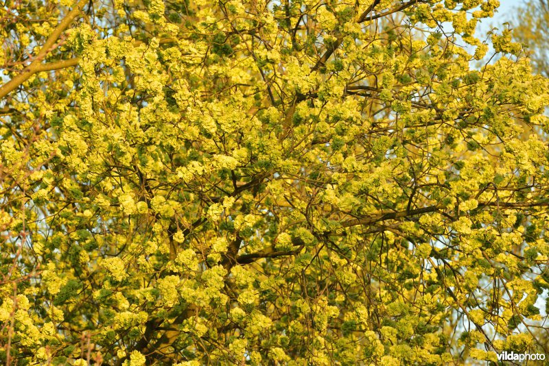 Bloeiende Olm langs de Bazelse kreek