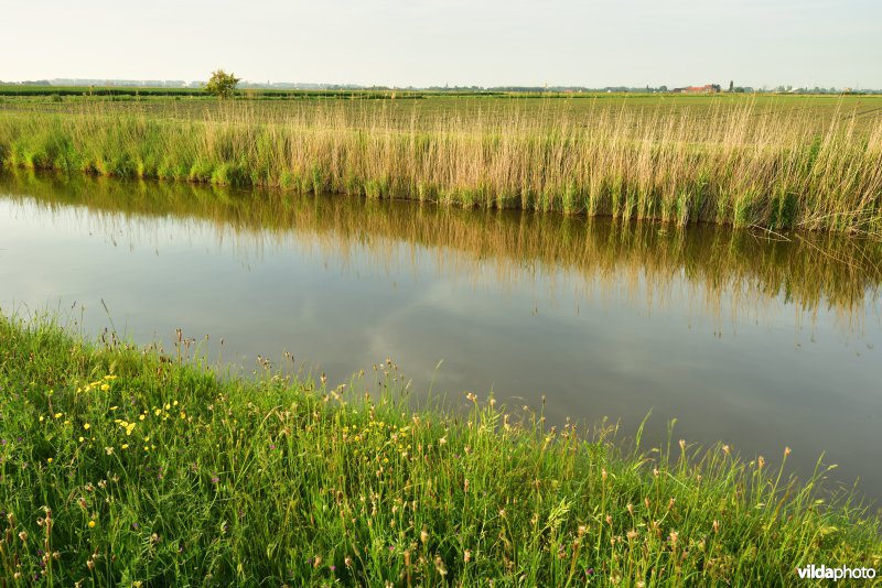 Blankenbergse vaart