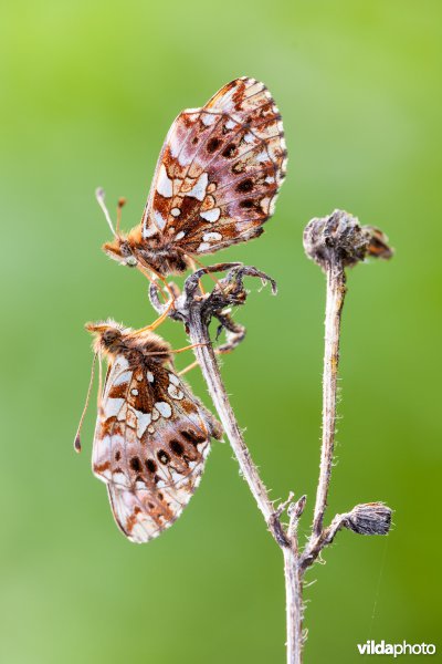 Akkerparelmoervlinder