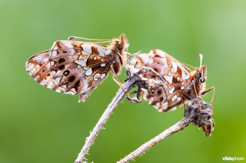 Akkerparelmoervlinder