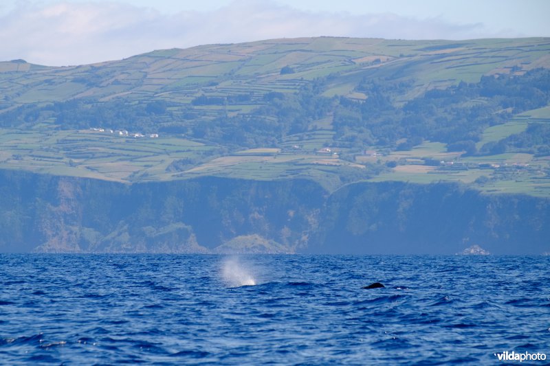 Potvis voor de kust van Faial