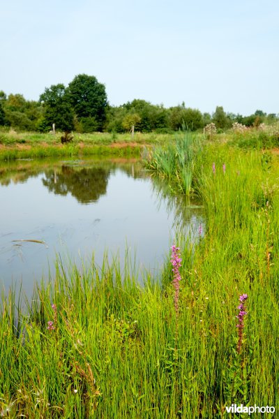 Hermeanderingsproject - eerste zomer na aanleg