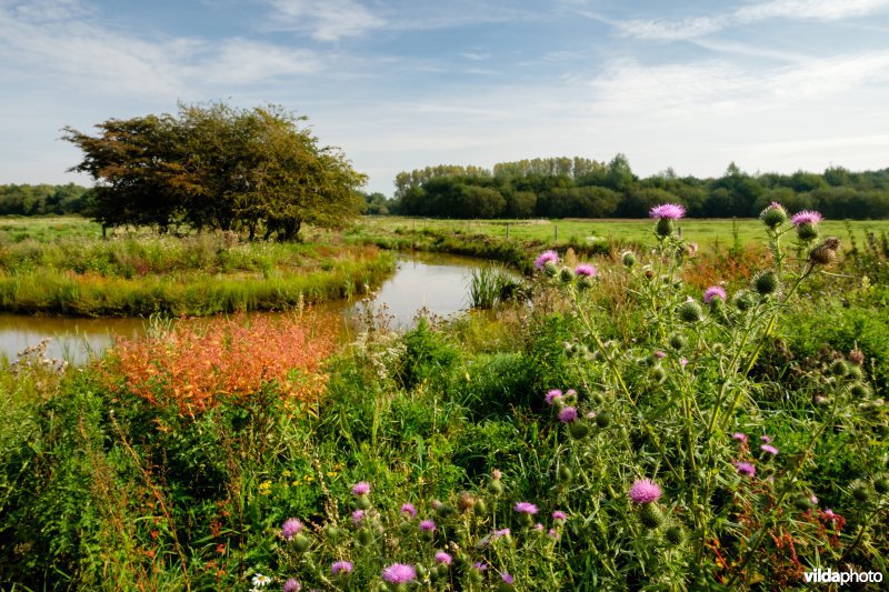 Hermeanderingsproject - eerste zomer na aanleg