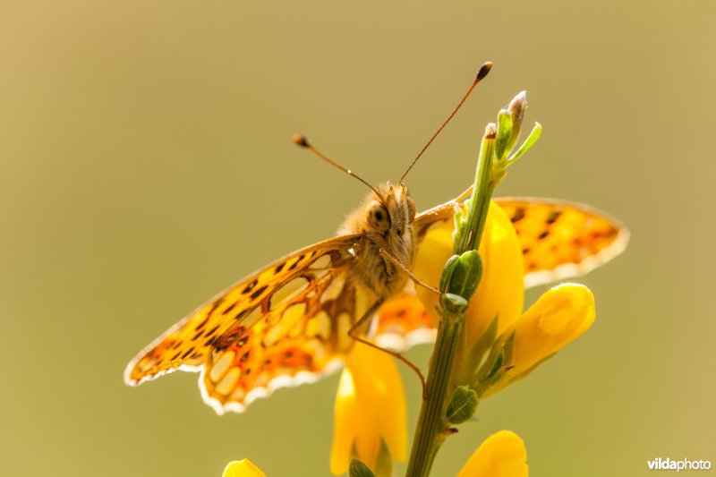 Kleine parelmoervlinder