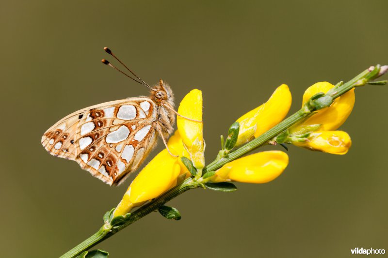 Kleine parelmoervlinder