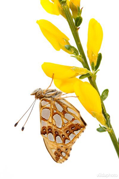 Kleine parelmoervlinder