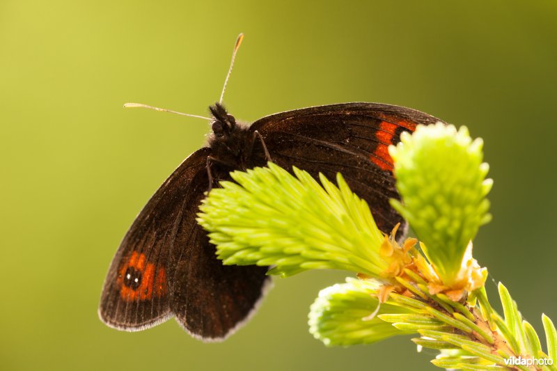 Zuidelijke erebia