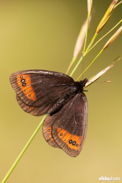 Zuidelijke erebia