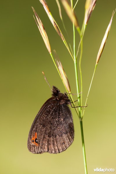 Zuidelijke erebia