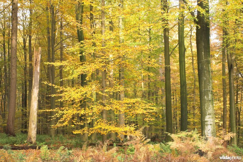 Bosreservaat Kersselaerspleyn