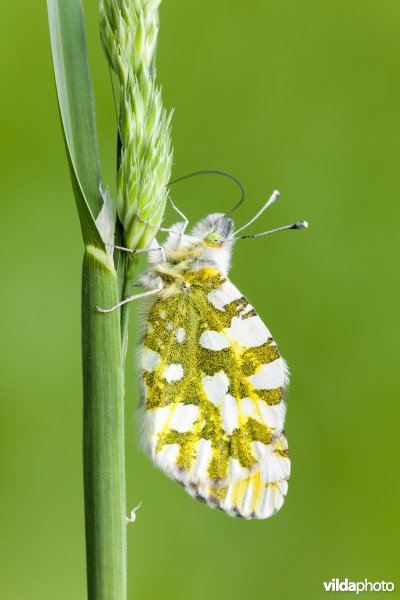 Bergmarmerwitje