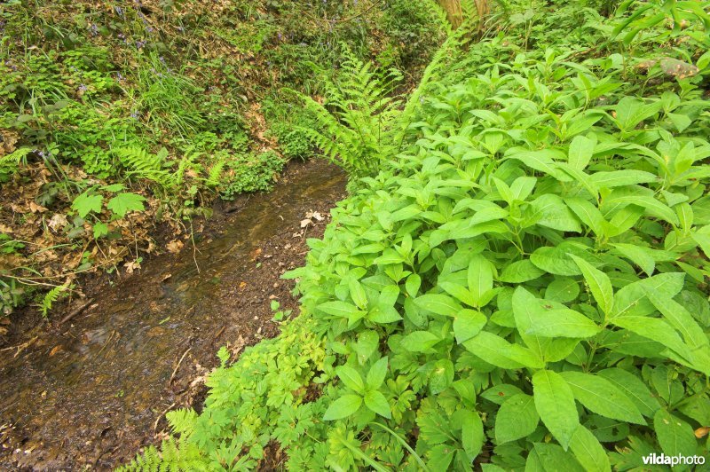 Bosreservaat Kluisbos