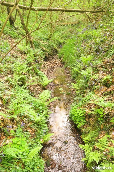 Bosreservaat Kluisbos
