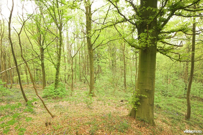 Bosreservaat Kluisbos