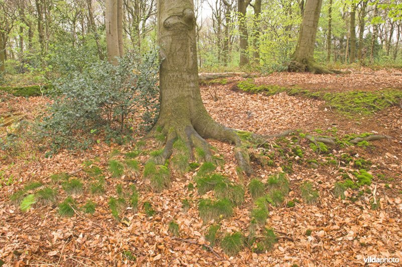 Bosreservaat Veursbos
