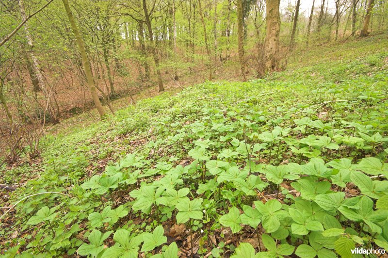 Bosreservaat Veursbos
