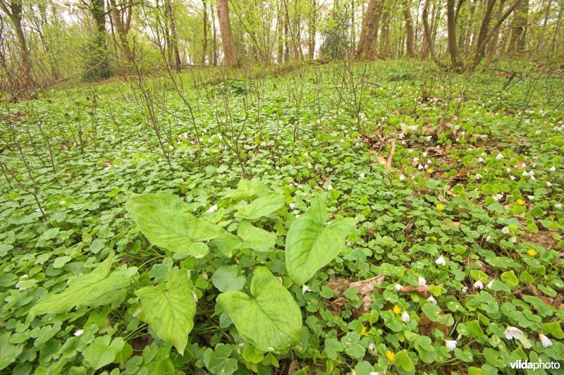 Bosreservaat Veursbos