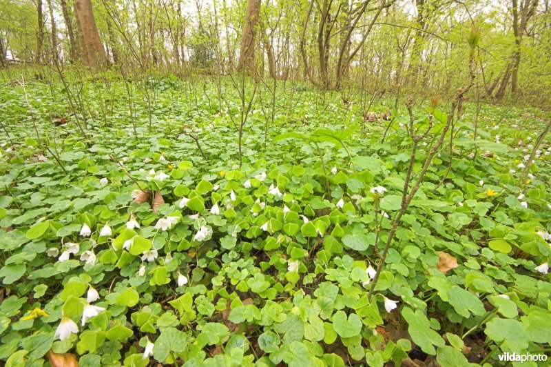 Bosreservaat Veursbos