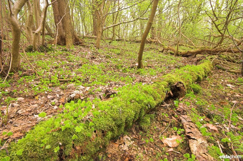 Bosreservaat Veursbos